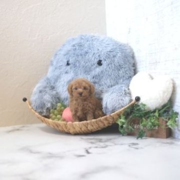 トイプードル(タイニー)【滋賀県・女の子・2024年7月24日・レッド・フォーン】の写真「両親タイニーサイズの可愛いお顔の子犬です」