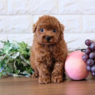 トイプードル(トイ)【滋賀県・男の子・2023年10月11日・レッド】の写真「両親ともにタイニーサイズの可愛い子犬です」