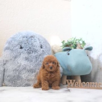 トイプードル(タイニー)【滋賀県・男の子・2024年7月29日・レッド・フォーン】の写真「両親タイニーサイズの可愛いお顔の子犬です」