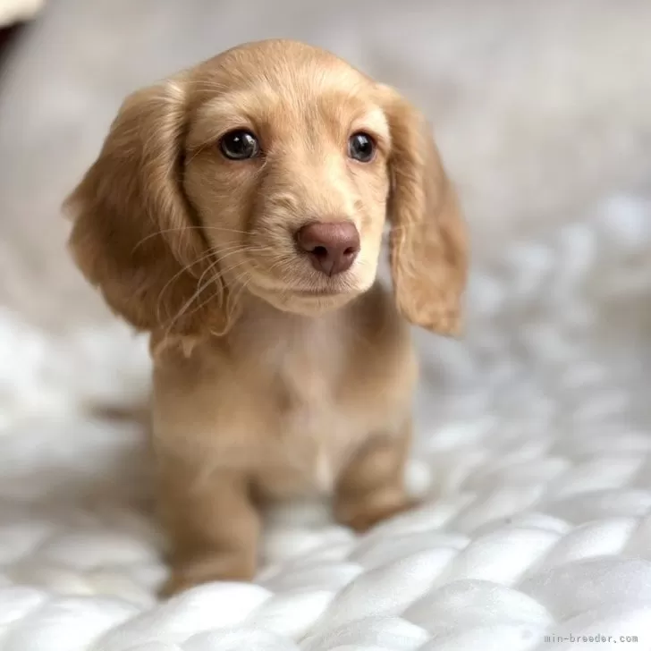 ID：2501-02052の子犬