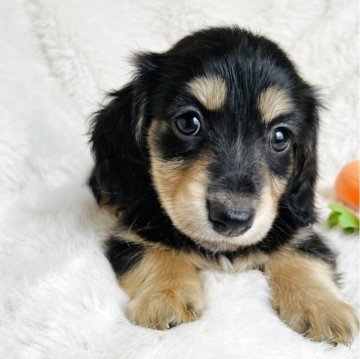 ミニチュアダックスフンド(ロング)【千葉県・男の子・2025年2月15日・ブラックイエロー】の写真「おっとり系男子💙募集期限アリ
即日お引渡し可能」