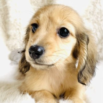 ミニチュアダックスフンド(ロング)【千葉県・女の子・2025年9月15日・シェーデッドイエロー】の写真「小降りの女の子🩷」