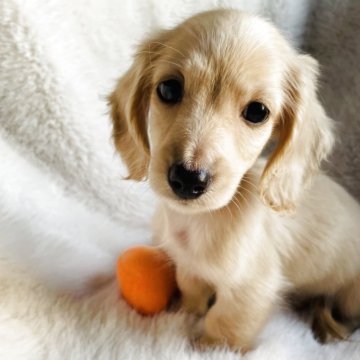 ミニチュアダックスフンド(ロング)【千葉県・男の子・2025年1月26日・イエロー】の写真「小柄な可愛い💙男の子
すぐお迎え頂けます」