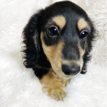 ミニチュアダックスフンド(ロング)【千葉県・女の子・2025年7月24日・ブラックイエロー】の写真「可愛い🩷女の子　直ぐにお連れ頂けます☺️」