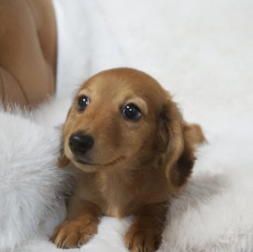 ミニチュアダックスフンド(ロング)【千葉県・女の子・2024年11月3日・シェーデッドレッド】の写真「可愛い女の子🫶」