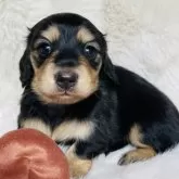 ミニチュアダックスフンド(ロング)【千葉県・女の子・2025年7月24日・ブラックイエロー】の写真4