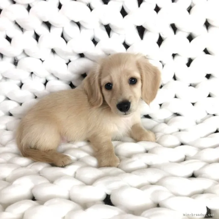 ID：2306-00165の子犬