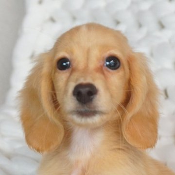 ミニチュアダックスフンド(ロング)【千葉県・男の子・2023年4月26日・イエロー】の写真「とても優しい男の子！見学即日お迎え可能！」