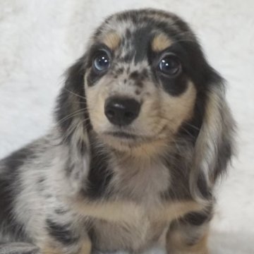 ミニチュアダックスフンド(ロング)【千葉県・男の子・2024年7月21日・シルバーイエローダップル】の写真「綺麗なカラーの男の子！」