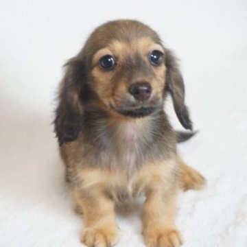 ミニチュアダックスフンド(ロング)【千葉県・女の子・2023年4月20日・シェーデッドレッド】の写真「両親PRAクリア！」