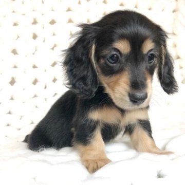 ミニチュアダックスフンド(ロング)【千葉県・女の子・2023年10月27日・ブラック&イエロー】の写真「可愛い女の子！」