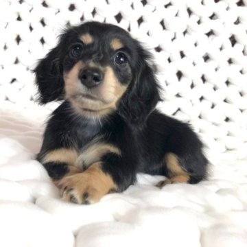 ミニチュアダックスフンド(ロング)【千葉県・女の子・2023年4月11日・ブラック&タン】の写真「かわいい女の子！即日お迎え可能！」