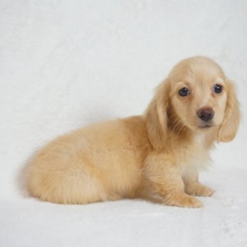 ミニチュアダックスフンド(ロング)【千葉県・男の子・2023年4月20日・イエロー】の写真「両親PRAクリア！」