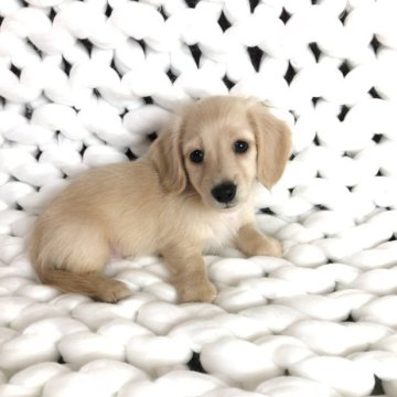 ミニチュアダックスフンド(ロング)【千葉県・男の子・2023年4月11日・イエロー】の写真「可愛いおとこのこ！」