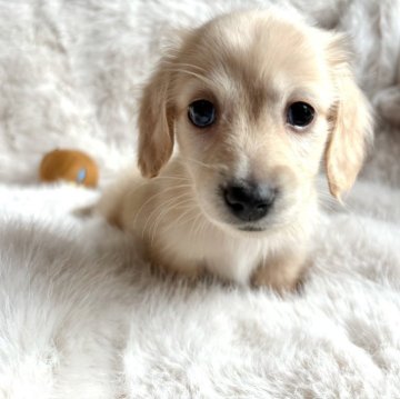 ミニチュアダックスフンド(ロング)【千葉県・男の子・2024年3月28日・イエロー】の写真「可愛い男の子💛」