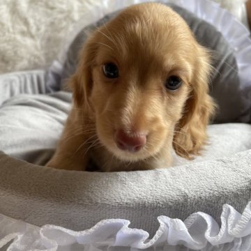 ミニチュアダックスフンド(ロング)【千葉県・男の子・2024年3月17日・ゴールド】の写真「小ぶりで可愛い🩵」