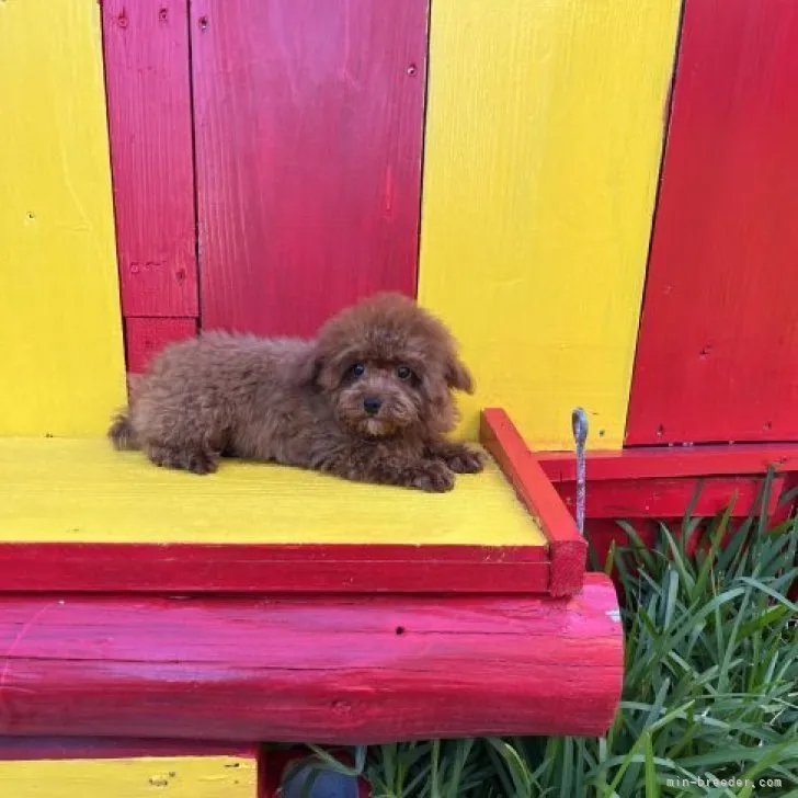 ID：2304-04532の子犬