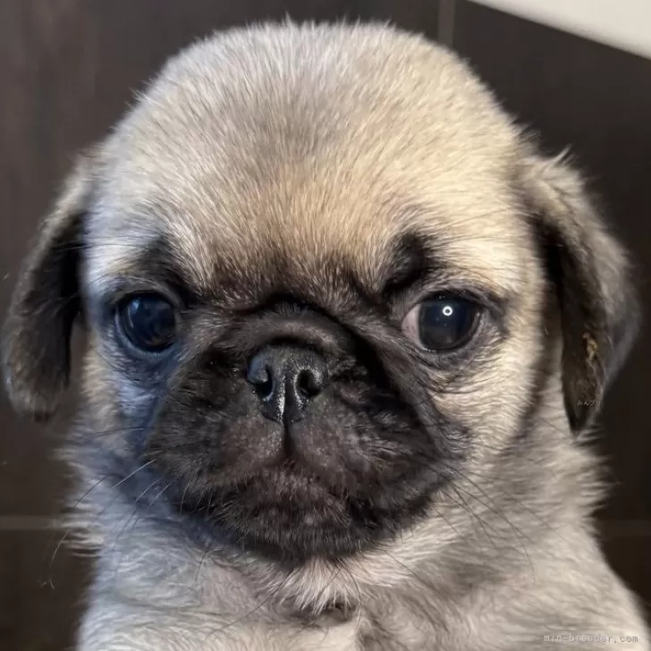 ID:2502-00641の子犬