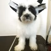 チャイニーズ・クレステッド・ドッグ