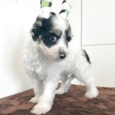 チャイニーズ・クレステッド・ドッグ
