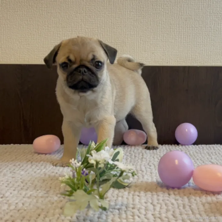 パグ大好き 様のお迎えした子犬