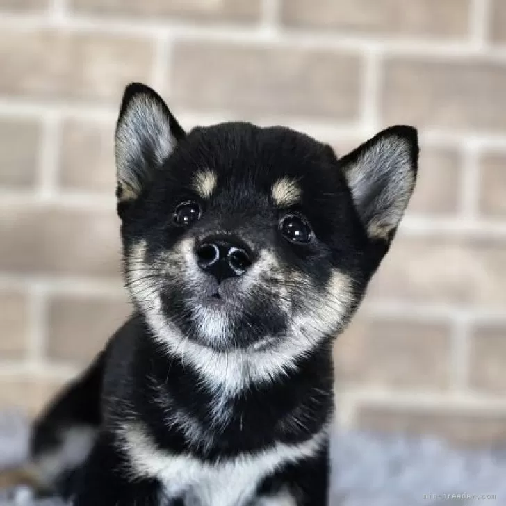 柴犬(標準サイズ)【和歌山県・男の子・2025年6月3日・黒】の写真1