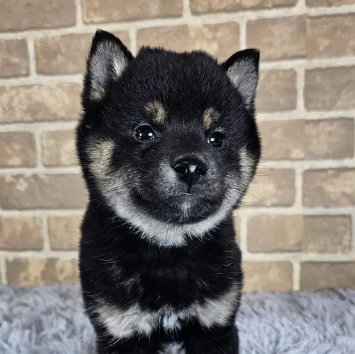 ID：2502-05453の子犬