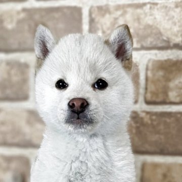 豆柴【和歌山県・男の子・2025年2月16日・白】の写真「✨️両親豆柴認定犬✨️小さな可愛い男の子🎵」