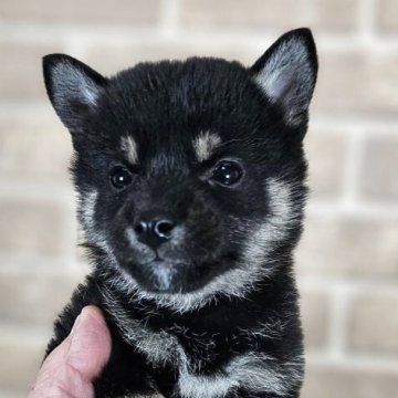 柴犬(豆柴)【和歌山県・女の子・2025年2月24日・黒】の写真「✨️両親豆柴認定犬✨️小さな可愛い女の子🎵」