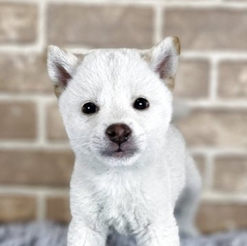 柴犬(豆柴)【和歌山県・男の子・2025年3月11日・白】の写真「✨️両親豆柴認定犬✨️小さな可愛い男の子🎵」