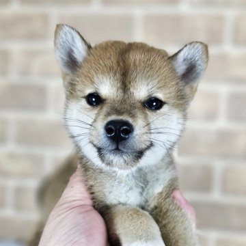 柴犬(豆柴)【和歌山県・女の子・2025年3月19日・赤】の写真「✨️両親豆柴認定犬✨️小さな可愛い女の子🎵」