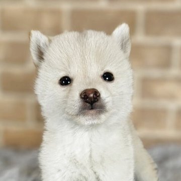 豆柴【和歌山県・男の子・2025年7月24日・白】の写真「✨️両親豆柴認定犬✨️小さな可愛い男の子🎵」