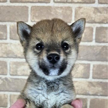 柴犬(豆柴)【和歌山県・男の子・2025年1月22日・赤】の写真「小さなサイズの豆柴をお探しの方は必見です✨」