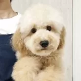 トイプードル(トイ)
