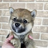 柴犬(豆柴)