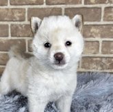 柴犬(豆柴)