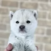 柴犬(標準サイズ)