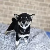 柴犬(標準サイズ)【和歌山県・男の子・2025年6月3日・黒】の写真2