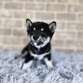 柴犬(標準サイズ)【和歌山県・男の子・2025年6月3日・黒】の写真4