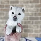 豆柴【和歌山県・女の子・2025年10月11日・白】の写真5