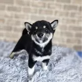 柴犬(標準サイズ)【和歌山県・男の子・2025年6月3日・黒】の写真5