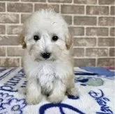 タイニープードル【和歌山県・女の子・2025年7月9日・クリーム】の写真5