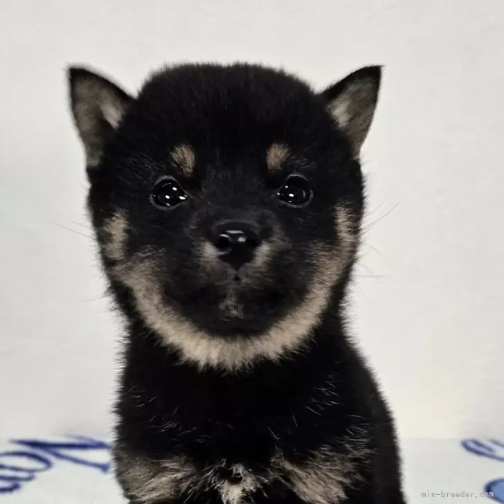 ID：2312-04883の子犬