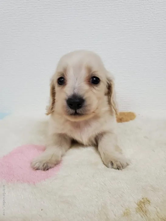 ID:2009-02042の子犬