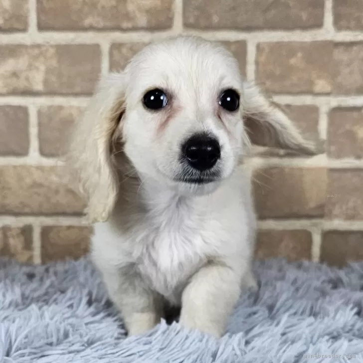 ID:2410-06701の子犬