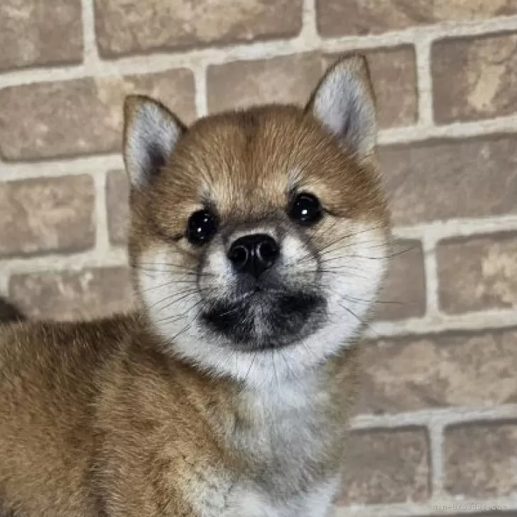 ID：2409-03848の子犬