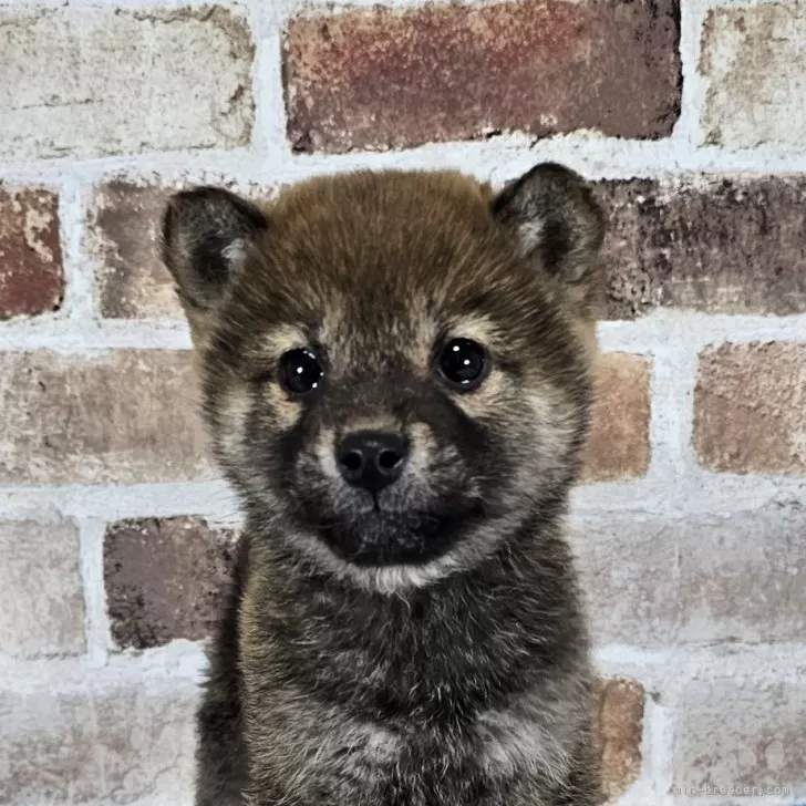 ID：2401-02931の子犬