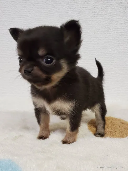 ID：2004-00365の子犬