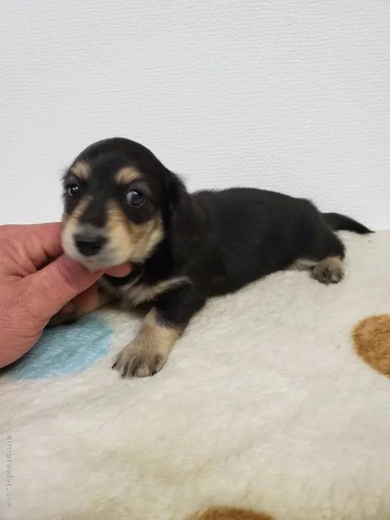 ID：2001-00098の子犬