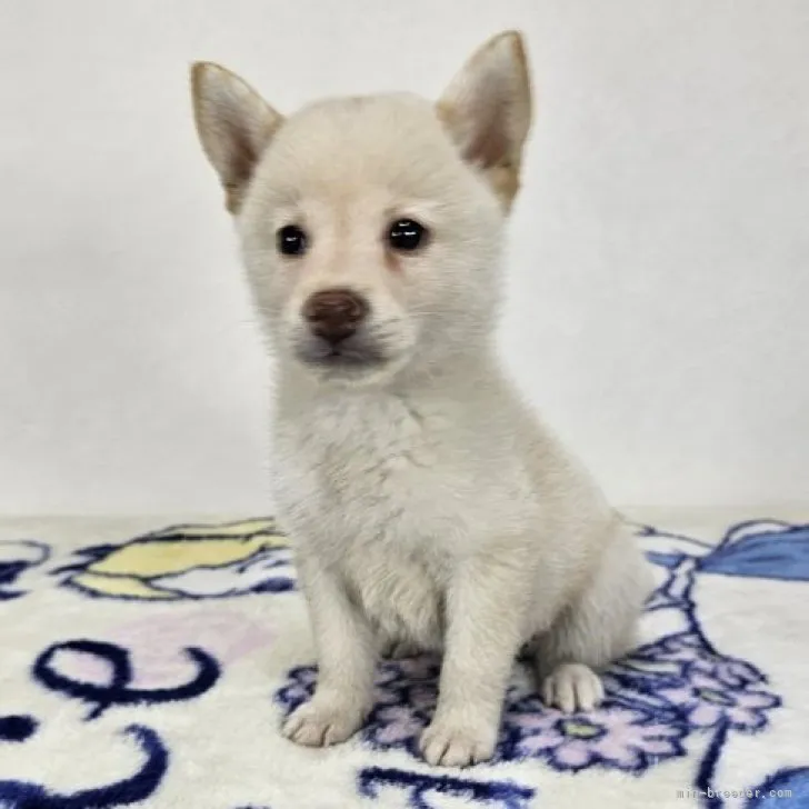 ID:2309-05109の子犬